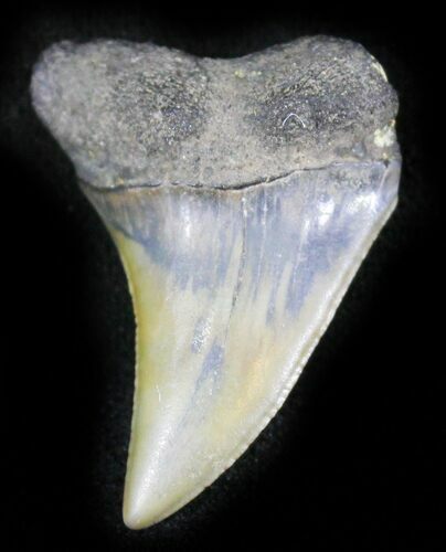 Fossil Mako (Isurus escheri) Shark Tooth - Holland #24369